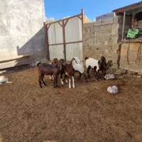 بز پاکستانی|حیوانات مزرعه|سربند, |دیوار