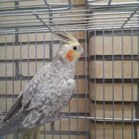 طوطی . پرنده . هلندی . مولد|پرنده|اصفهان, الهیه|دیوار