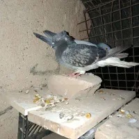 گوشی سالم نونو بدون استفاده.    کبوتر معامله پلاکی