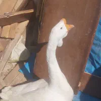 قوقاز|حیوانات مزرعه|گرگان, |دیوار