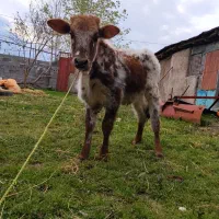 لیشه چالوسی آث