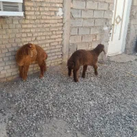 دو بره نر  چاق خوب قمیت جفتی ۳۰۰۰۰۰۰۰ تخفیف  داره