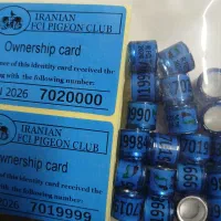 پلاک اصلی کبوتر ساخت کشور بلژیک