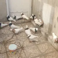 طوقی کاکلی|پرنده|مشهد, شهرک ابوذر|دیوار