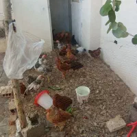 فریح وبچه