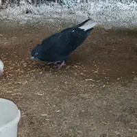 کبوتر|پرنده|ایوان, |دیوار