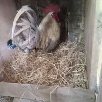 مرغ وخروس چاپانیز(مینیاتوری اصل)