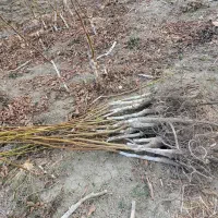 نهال گردو پیوندی چندلر و فرنور|خدمات باغبانی و درختکاری|مریوان, |دیوار