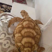 عروسک خرگوش ولاکپشت