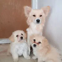 دوعدد توله سگ میکس