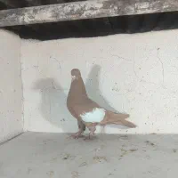 نرو ماده سرک زرد