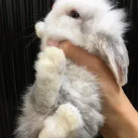 خرگوش لوپی ترکیش ویژه شب یلدا