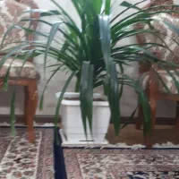گل پاندارانوس|گل و گیاه طبیعی|مشهد, مشکینی (شهرک غرب)|دیوار