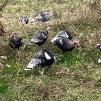 بوقلمون محلی نروماده|حیوانات مزرعه|طاهرگوراب, |دیوار