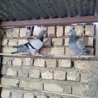 کبوتر|پرنده|اصفهان, الهیه|دیوار