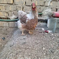 مرغ و خروس ویاندوت|حیوانات مزرعه|شیراز, رکنآباد|دیوار