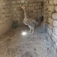 مرغ|حیوانات مزرعه|سراوان, |دیوار