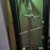 ی جفت طوطی ملنگو کار داده