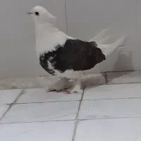 ماده ابلغ مهر|پرنده|قم, ولیعصر|دیوار