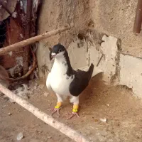 چپ سیاه ماده آس