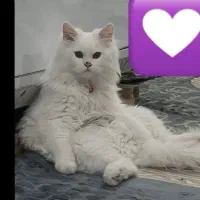 گربه|گربه|اهواز, کارون|دیوار