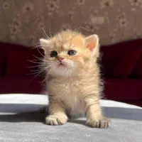 گربه چینچیلا گلد موکوتاه و موبلند|گربه|کرج, شهرک اوج|دیوار