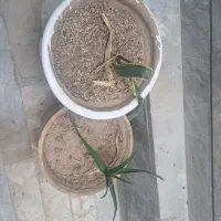 گل و گلدون
