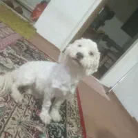 فروش سگ پاکوتاه