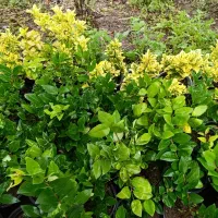 یاس هلندی ۳ساله و۲ساله موجود  ریشه پرس( بیرون زده)|گل و گیاه طبیعی|کلاچای, |دیوار