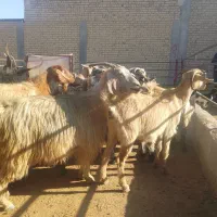 بز ابستن جوان