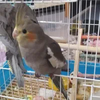 عروس هلندی|پرنده|میانه, |دیوار