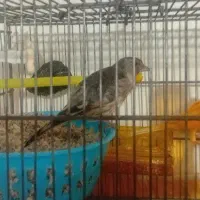 سهره قناری ماده