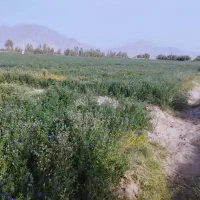 فروش زمین کشاورزی ومسکونی