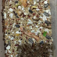 بهترین دونه برای پرنده