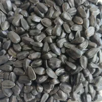 تخمه سیاه روغنی پر مغز  لیزر شده