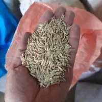 فروش جو|فعالیت داوطلبانه|شیراز, گویم|دیوار