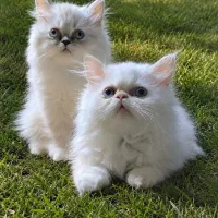 گربه های آپارتمانی