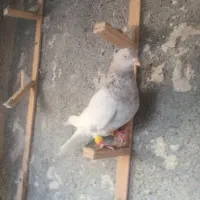 کله الماسی نرقلدورپرشی کاکولی صیده