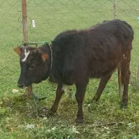 لیشه جنس خوب