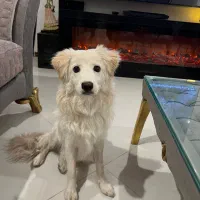 سگ نژاد اشپیتز