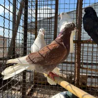 تعدادی کبوتر گلچین به شرط به دلیل تعغیر مکان|پرنده|رشت, توشیبا|دیوار