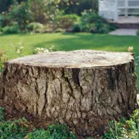 ریشه درخت زردالو و قرع آغاج و قلمه و..