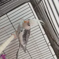 عروس هلندی نر|پرنده|دزفول, |دیوار