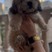 توله ۳ ماهه واکسن زده میکس پودلو مالتیز