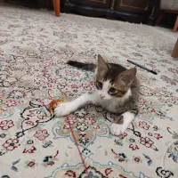 واگذاری گربه|گربه|تهران, صاحب الزمان|دیوار