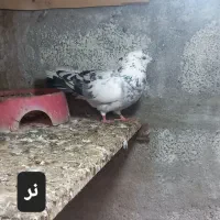 کبوتر زینتی و معمولی|پرنده|رودسر, |دیوار