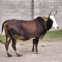 گاوگوساله.گاو