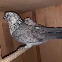 کبوتر قاره نر و ماده گرگی|پرنده|رودهن, |دیوار