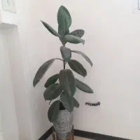 گل فیکوس خوردم ۷۰۰ خریدم