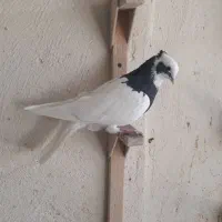 کبوتر زرقان